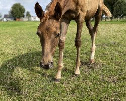 horse Mathilda (Westfale, 2021, from Morricone)