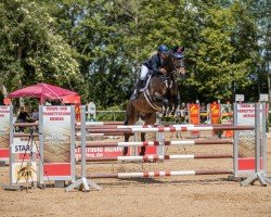 jumper Gamberino (Hanoverian, 2014, from Grey Top)