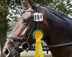 dressage horse Bella B (Oldenburg, 2017, from Belantis)