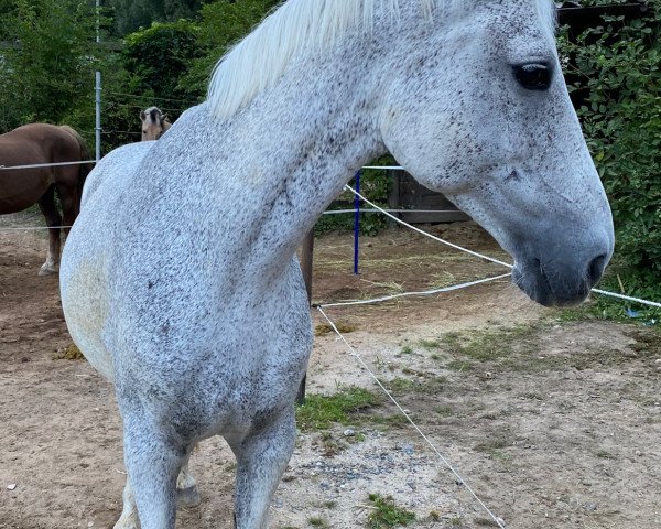 Zuchtstute Lucia (Hessisches Warmblut, 2002, von Löwenstern I)