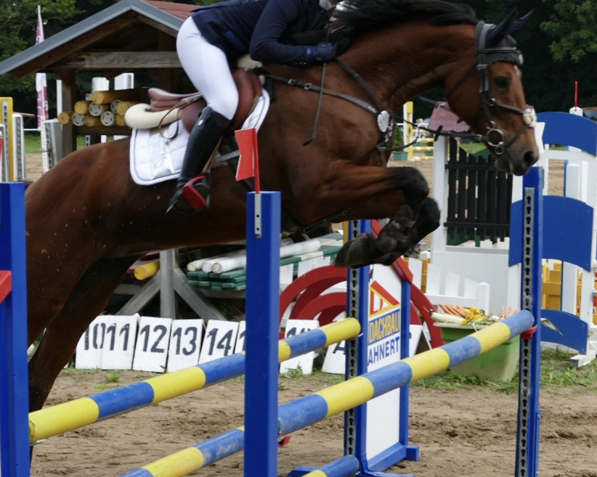 Zuchtstute Lady Quin (Deutsches Sportpferd, 2009, von Lancelot Quainton)