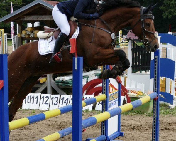 Zuchtstute Lady Quin (Deutsches Sportpferd, 2009, von Lancelot Quainton)