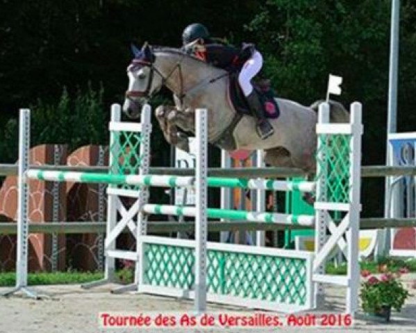 Springpferd Acrobatte des Islots (Französisches Pony, 2010, von Aron N)