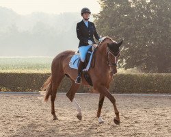 dressage horse Dave's Dakota (Westphalian, 2016, from Davenport)