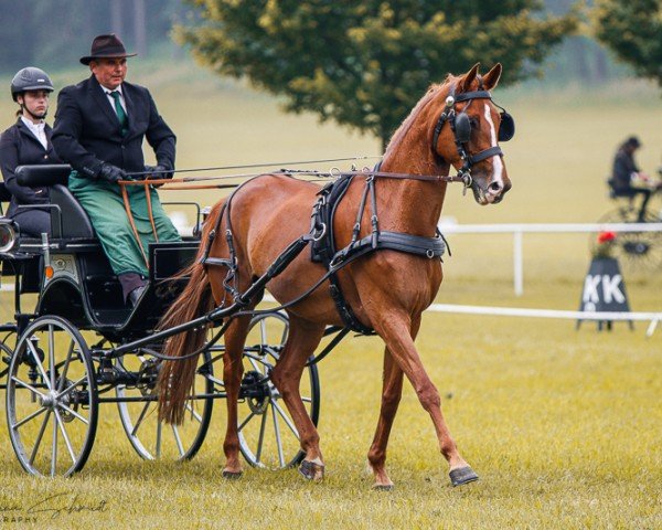 dressage horse Qualitana (German Sport Horse, 2015, from Quaterback)