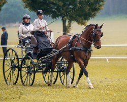 Pferd Anna 263 (Sächs.-Thür. Schweres Warmbl., 2014, von Veritas)