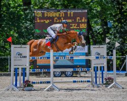 jumper Franco (Lithuanians Warmblood, 2011, from Falkland)