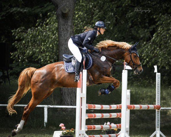 Springpferd Hersina Van de Renger (Schwedisches Warmblut, 2012, von Quidam de Revel)