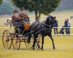 dressage horse Hot Black Girl (German Sport Horse, 2011, from Hot Spirit)