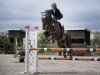 jumper Sediba (German Sport Horse, 2014, from Stockholm)