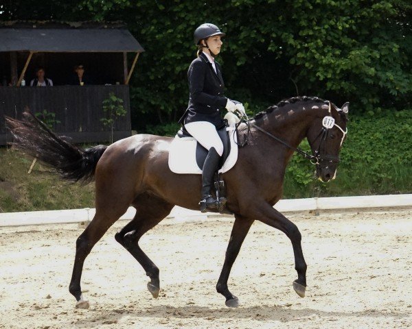 dressage horse Bella de Bernay N (Mecklenburg, 2020, from Bernay)