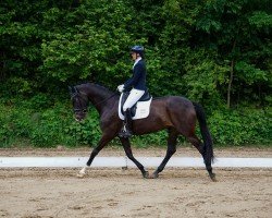 dressage horse Secret's Romantic Dream (Oldenburg, 2019, from Secret)