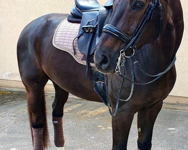 dressage horse First Finley (Westphalian, 2007, from Fürst Piccolo)