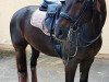 dressage horse First Finley (Westphalian, 2007, from Fürst Piccolo)