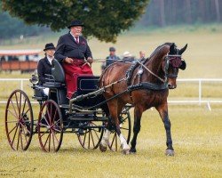 Pferd Chester Z 4 (Sächs.-Thür. Schweres Warmbl., 2018, von Capitano)