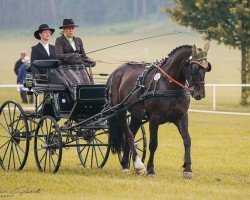 Pferd Alina 481 (Sächs.-Thür. Schweres Warmbl., 2011, von Enzio)