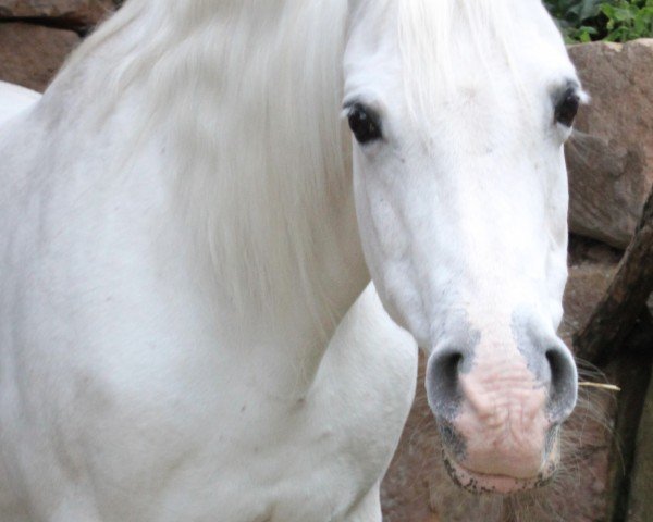 broodmare Kar Ortiga (Arabian thoroughbred, 1996, from Kar Testador ox)