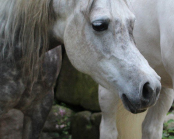 broodmare La Oromana Bendita (Arabian thoroughbred, 2017)