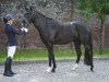 dressage horse Total Dream JK (Oldenburg, 2020, from Total Hope OLD)