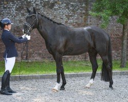 dressage horse Total Dream JK (Oldenburg, 2020, from Total Hope OLD)