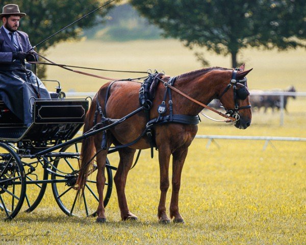 horse Leaster (German Riding Pony, 2010, from Lucky Luke 179)