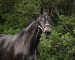 dressage horse Fellini 108 (Westphalian, 1999, from Fidermark)