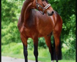 dressage horse Limited Edition (Holsteiner, 2013, from Lyjanero)