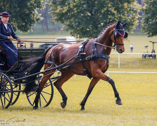 broodmare DSP Noble Lady (German Sport Horse, 2015, from Feiner Fürst)