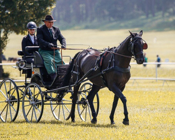 horse Cyrtis (Trakehner, 2011, from Connery)