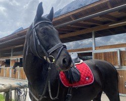 dressage horse Shiraz 3 (Oldenburg, 2009, from San Amour I)