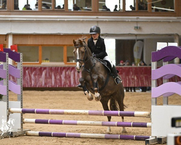 Springpferd de Comtesse 2 (Deutsches Reitpony, 2008, von Dublin N)