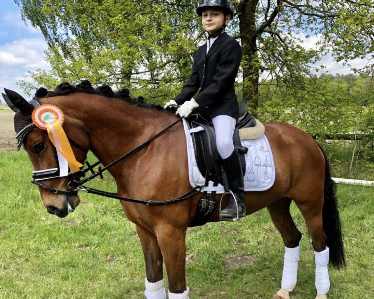 dressage horse Kantje's Floor (New Forest Pony, 2010, from Justice H.R.)