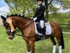 dressage horse Kantje's Floor (New Forest Pony, 2010, from Justice H.R.)