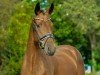 dressage horse Buckingham's Best Boy (Oldenburg, 2018, from Buckingham)