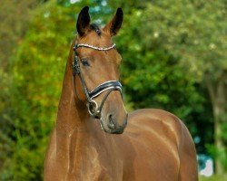 dressage horse Buckingham's Best Boy (Oldenburg, 2018, from Buckingham)