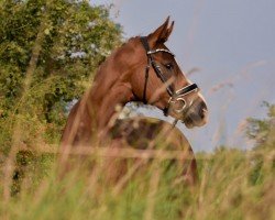 dressage horse Filou 2016 (Oldenburg, 2013, from Fürst Wilhelm)