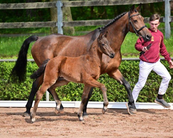 foal by Bonetto (German Sport Horse, 2024, from Bon Esprit)