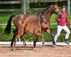 foal by Bonetto (German Sport Horse, 2024, from Bon Esprit)