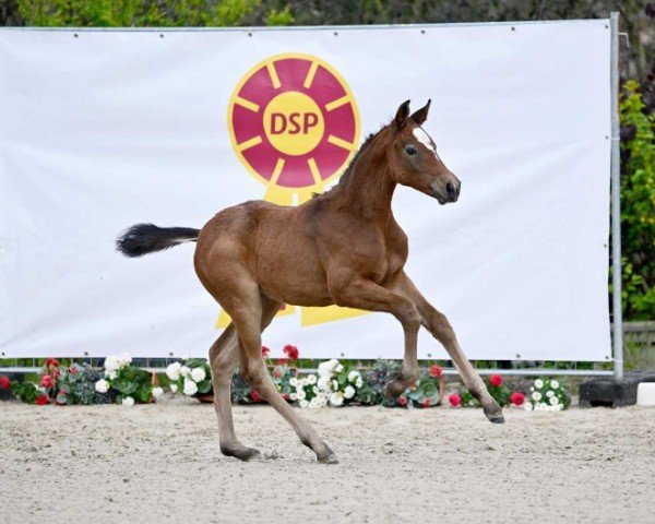 Fohlen von Careful (Deutsches Sportpferd, 2024, von Carinue)