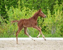 foal by Check Me (German Sport Horse, 2024, from Carinue)