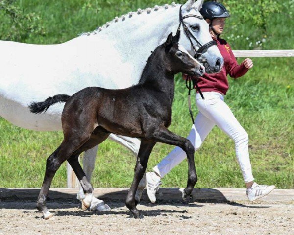 Fohlen von Canterburry (Deutsches Sportpferd, 2024, von Cascadello II)