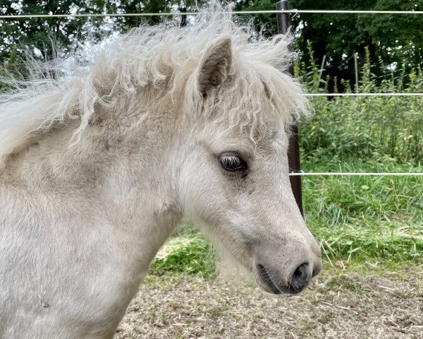 horse Guilia (Dt.Part-bred Shetland pony, 2021, from Mister Hotspot van de Beekseweg)