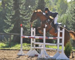 horse Fedin (German Sport Horse, 2006, from Fiorenzo)