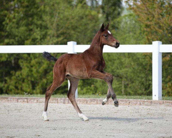 foal by Charline (German Sport Horse, 2024, from Chaccothage Blue PS)