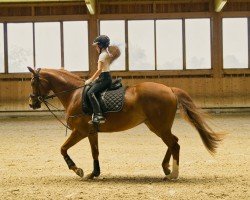 dressage horse Diva Deluxe de Fontaine (Oldenburg, 2016, from Don Deluxe)