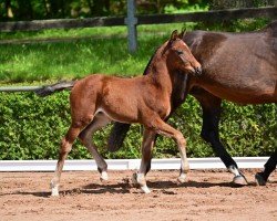 foal Chalou (German Sport Horse, 2024, from Chaplin)