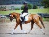 dressage horse Sunshine's Serenity (Pinto / Hunter, 2018, from Swiss Sundance)