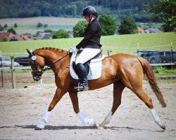 dressage horse Sunshine's Serenity (Pinto/Hunter, 2018, from Swiss Sundance)