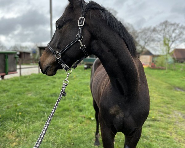 dressage horse Fips (Hanoverian, 2021, from Friedrich der Große)