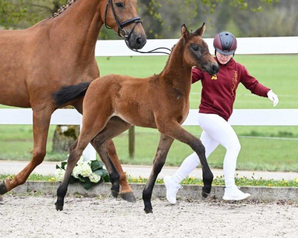 foal by Chelby (German Sport Horse, 2024, from Crack)